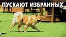 Элитный клуб для собак создали в Лос-Анджелесе