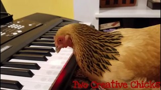 Patriotic Chicken Playing – America the Beautiful- on Keyboard Piano