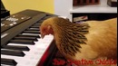 Patriotic Chicken Playing – America the Beautiful- on Keyboard Piano