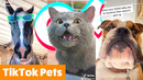 Cute TikTok Animals | Funny Pet Videos