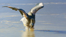 Flamingo Chicks Trapped in Frozen Lake | Eden: Untamed Planet | BBC Earth