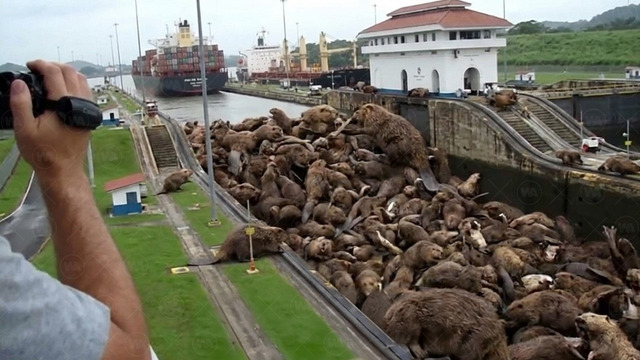 Египет Может Стереть Панамский Канал с Лица Земли с Помощью Этого Животного