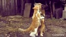 Смешные кошки и коты new 2013