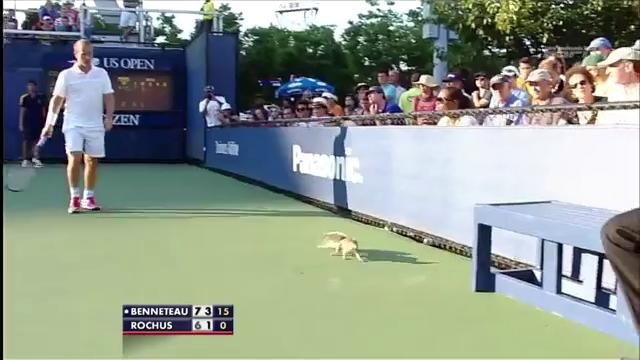 Crazy Squirrel. Белка вторгается на матч US Open