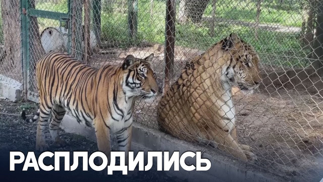 60 тигров и львов из зоопарка в Аргентине переведут в заповедник в Индии