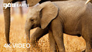 Conflict Between Elephants and Village Farmers | 4K UHD | Kingdom | BBC Earth