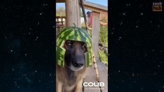 Best coub cube gif with sound memes compilation by coubhub