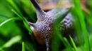 10 самых ненормальных животных