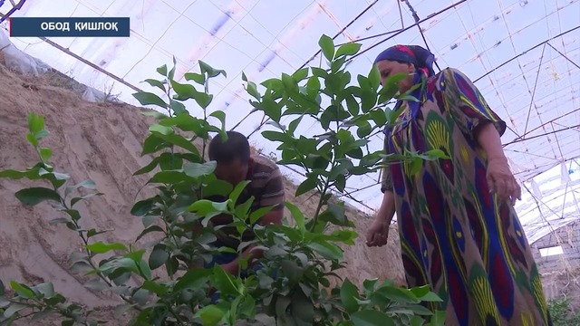 Нуробод тумани Жом қишлоғи