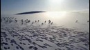 ОЧЕНЬ много зайцев на поле