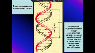 Нуклеиновые кислоты