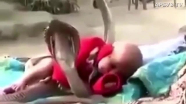 Змеи охраняют малыша