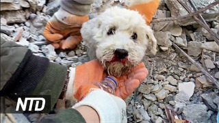 Испуган, но жив: из-под завалов извлекли собаку. Видео из Турции
