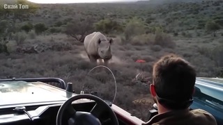 НОСОРОГ В ДЕЛЕ! Носорог против слона, львов, буйвола