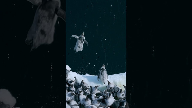 Baby Penguins Jump Off 50-Foot Cliff in Antarctica #penguins