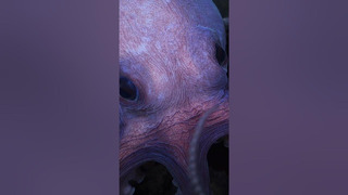 New Octopus Species | Secrets of the Octopus