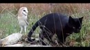 Дружба Совы и Кошки