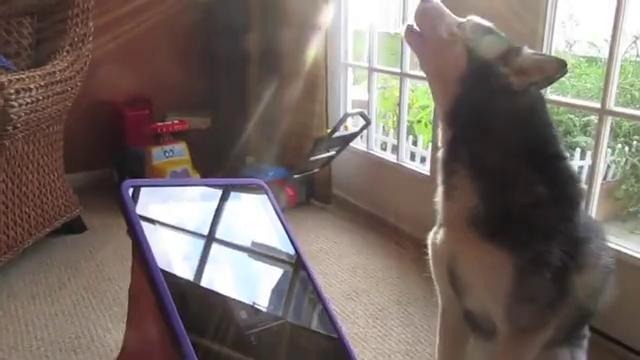 Поющая собака