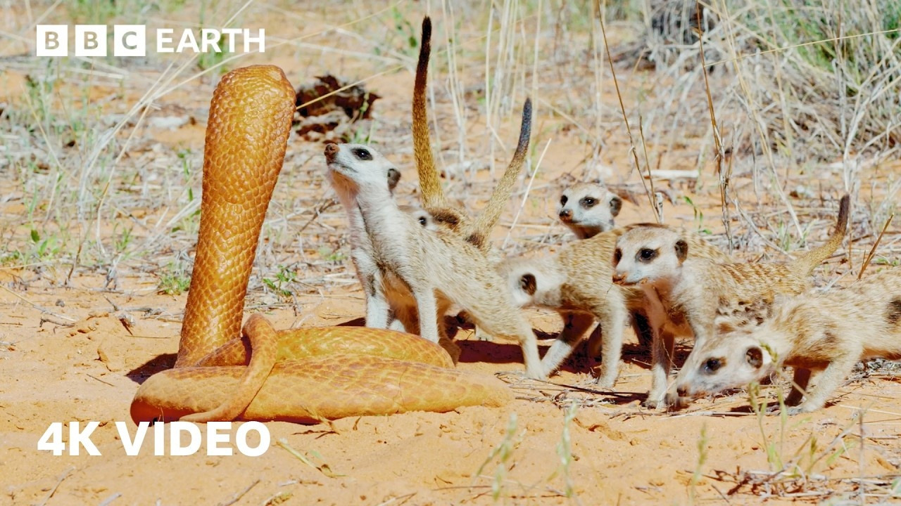 Meerkat Mob Encounter an Intruder! | 4KUHD | BBC Earth - Mover.uz