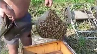 Бесстрашный пчеловод