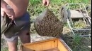 Бесстрашный пчеловод