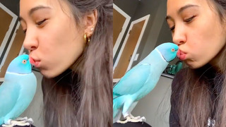 TEACHING PARROT TO KISS! | FUNNY VINES