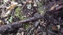 Немецкая каска в корнях дерева и опасные находки, раскопки по второй мировой