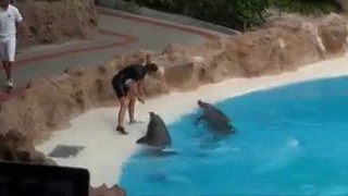 Умный дельфин
