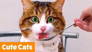 Cutest Silly Cats | Funny Pet Videos