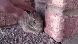 Малыш кролик пищит