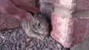 Малыш кролик пищит