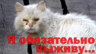Бедные бездомные коты: слепой кот