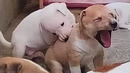 What a troublesome friend! The funniest dogs of the week