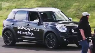 ШОК Новозеландская собака водит машину
