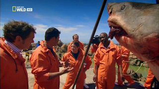 National Geographic: Анатомия крупнейших животных (Большие белые акулы)