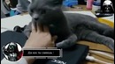 Лучшие приколы с тёмной стороны. Да ты не сильный