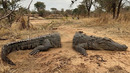 Вот Кто Разрезает Крокодилов Пополам в Африке