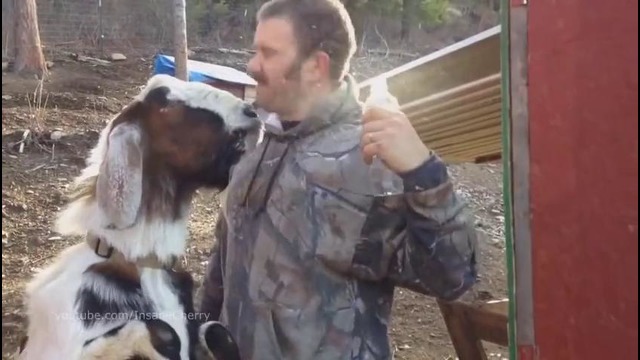 Slipknot – Before I Forget (Animal Cover)