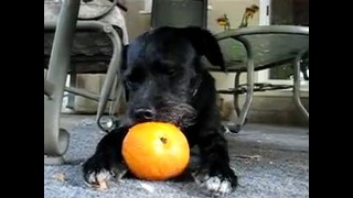 Прикольная собака ест апельсин