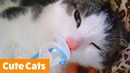 Silly Cat Reactions & Bloopers | Funny Pet Videos