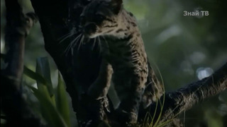 Этот Кот живет на Деревьях, вьет Гнезда и почти никогда не спускается на землю – МАРГАЙ