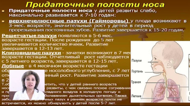 ПДБ. Анатомо-физиологические особенности дыхательной системы у детей различного возраста