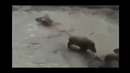 Кабан против бойцовых собак