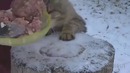 Тушенка из Белоруссии! коту понравилась