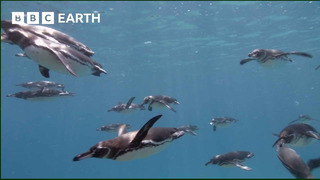 Galapagos Penguins Go Swimming | South Pacific | BBC Earth
