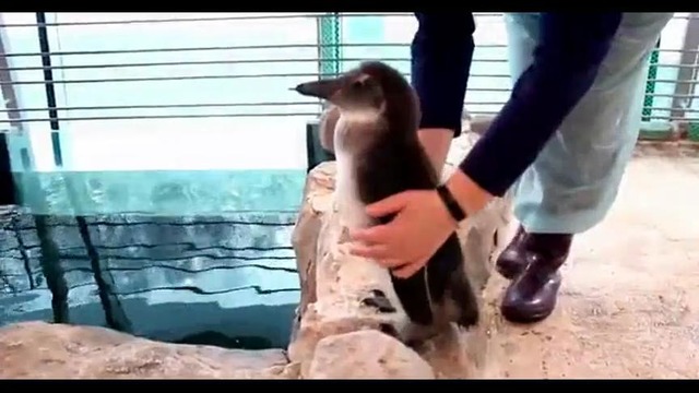 Пингвинёнок знакомится с сородичами