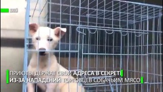 Российские волонтёры спасли от жестокой расправы больше тысячи собак и кошек в КНР