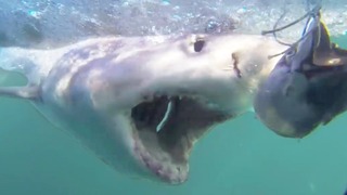 SHARK WEEK! Crazy Shark Videos Caught on Camera. Cage Diving & Diver Attacks