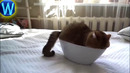 Funny cat & Смешные КОТИКИ