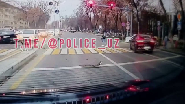 Toshkentda piyodaga yo‘l berish uchun to‘xtagan Nissan ularni urib yubordi